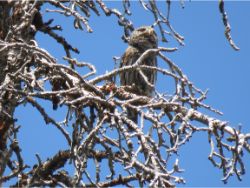 Northern Pygmy-Owl